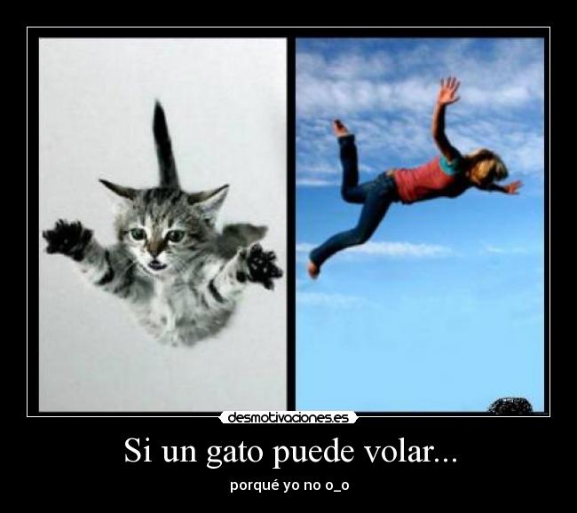 Si un gato puede volar... - porqué yo no o_o