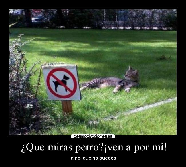 ¿Que miras perro?¡ven a por mi! -