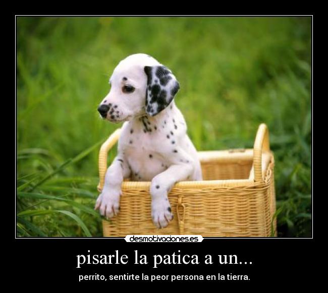 carteles perrito desmotivaciones
