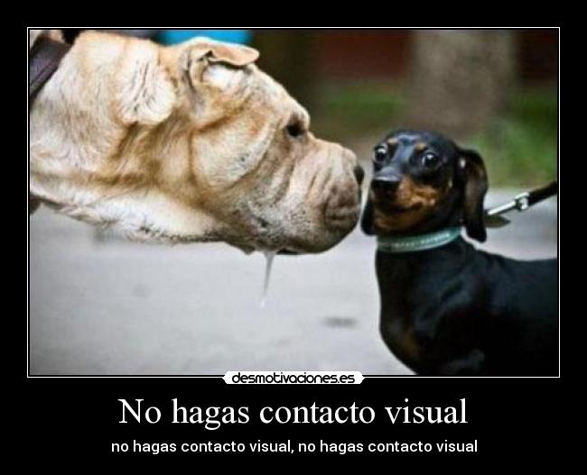 No hagas contacto visual - no hagas contacto visual, no hagas contacto visual