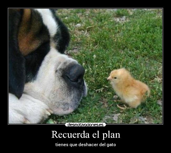 Recuerda el plan - tienes que deshacer del gato
