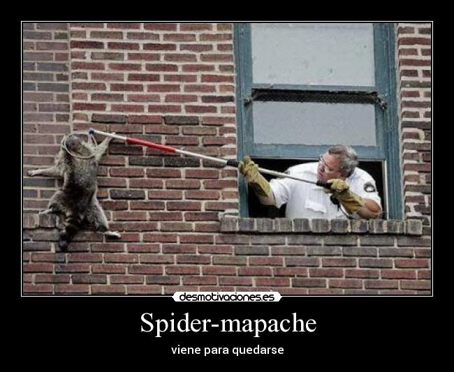 Spider-mapache -