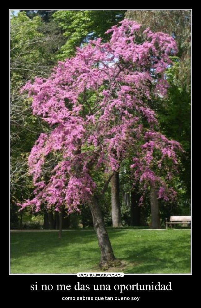 si no me das una oportunidad -