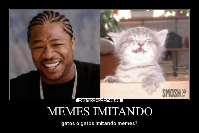 MEMES IMITANDO - gatos o gatos imitando memes?,