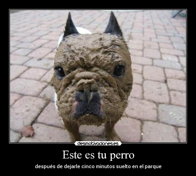 Este es tu perro - 