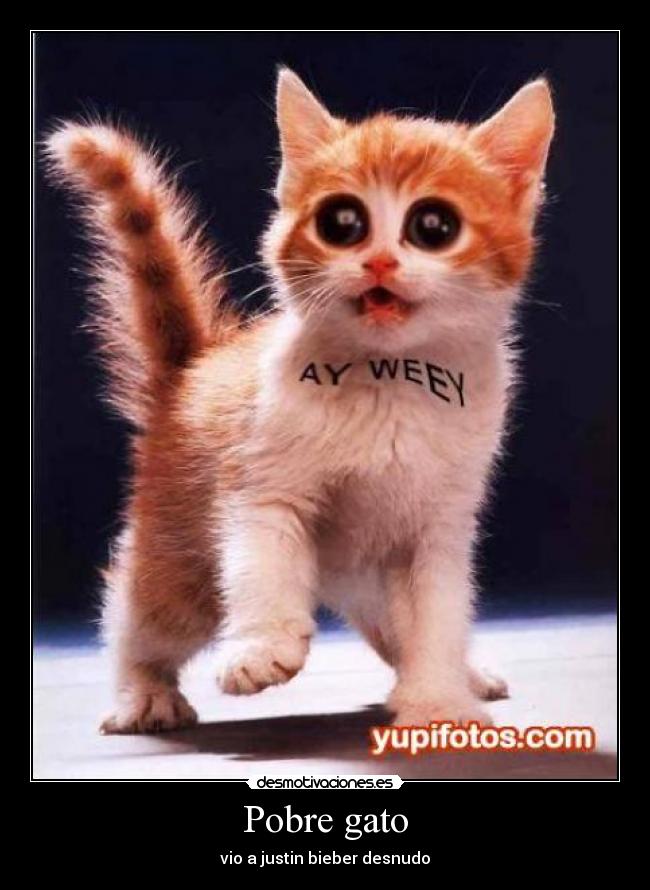 Pobre gato - 