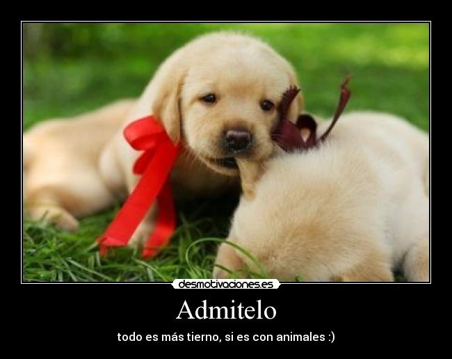 Admitelo - todo es más tierno, si es con animales :)