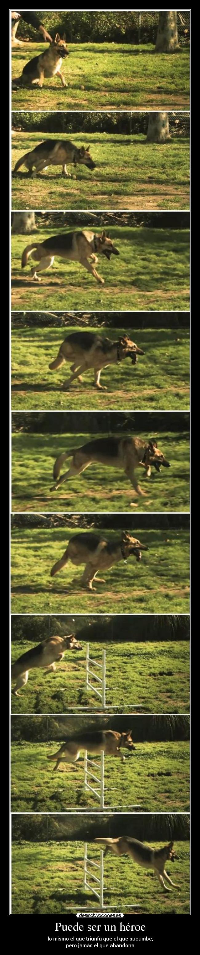 carteles perro tiene patas aun bien desmotivaciones