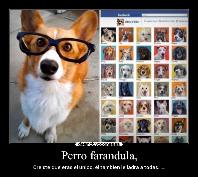 Perro farandula, -