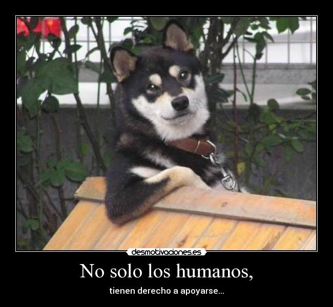 No solo los humanos, - 