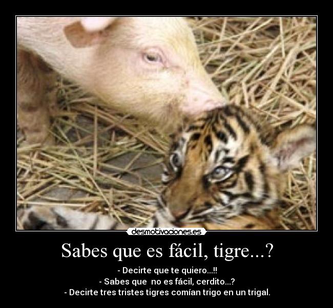 Sabes que es fácil, tigre...? - 