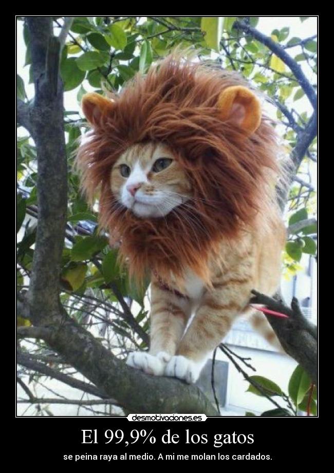 El 99,9% de los gatos - 