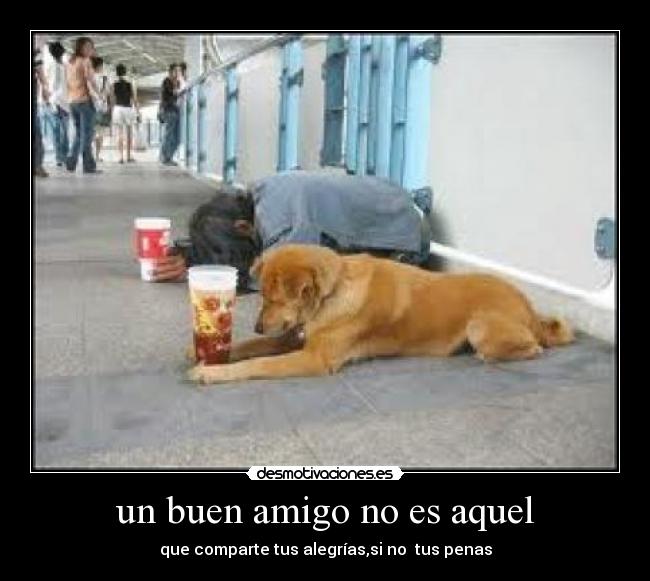 un buen amigo no es aquel - que comparte tus alegrías,si no tus penas