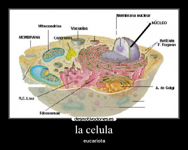 la celula - eucariota