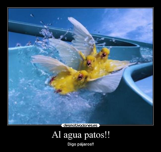 Al agua patos!! - Digo pájaros!!