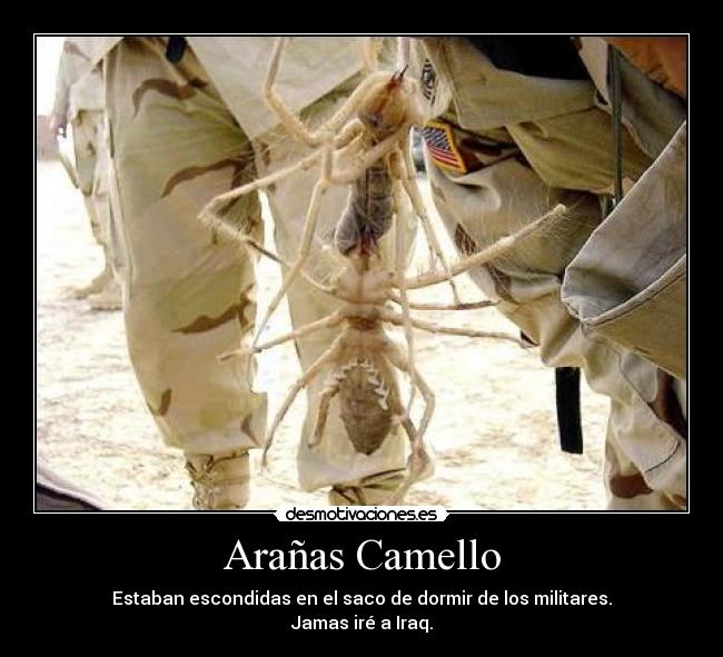 Arañas Camello - Estaban escondidas en el saco de dormir de los militares.
Jamas iré a Iraq.