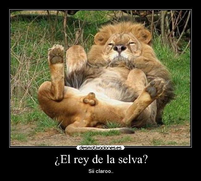 ¿El rey de la selva? - Sii claroo..