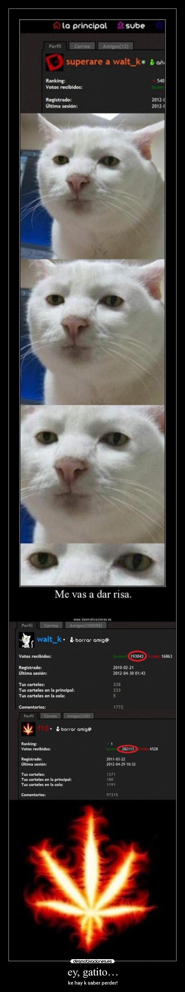 ey, gatito… - ke hay k saber perder!