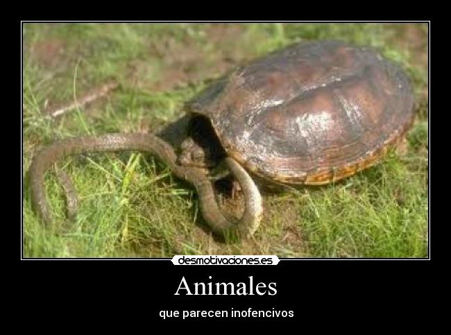 Animales - 