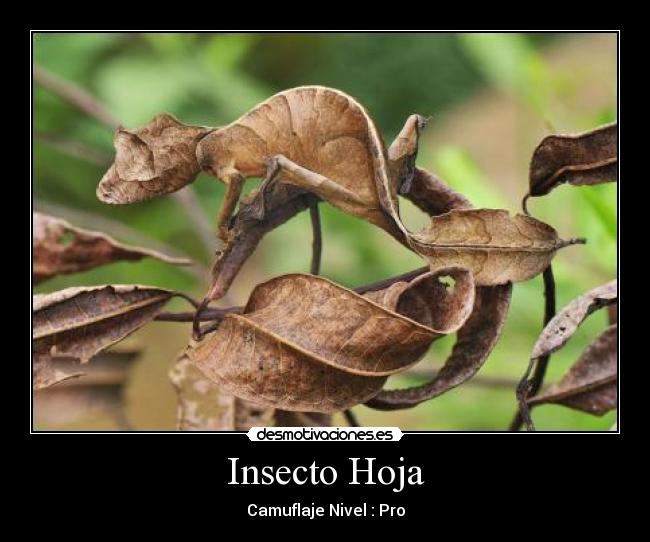Insecto Hoja - Camuflaje Nivel : Pro