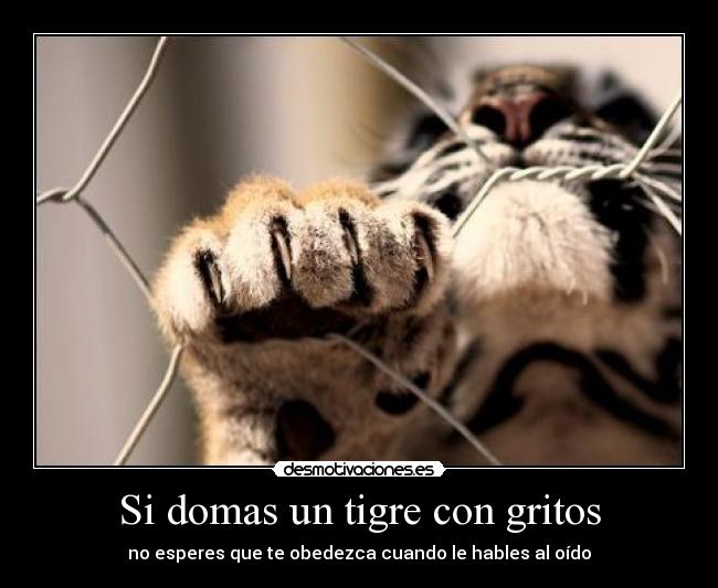 Si domas un tigre con gritos - 