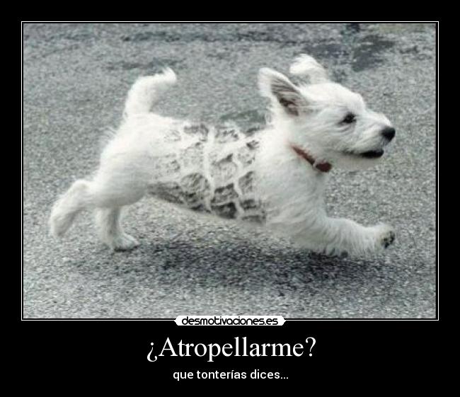 ¿Atropellarme? - 