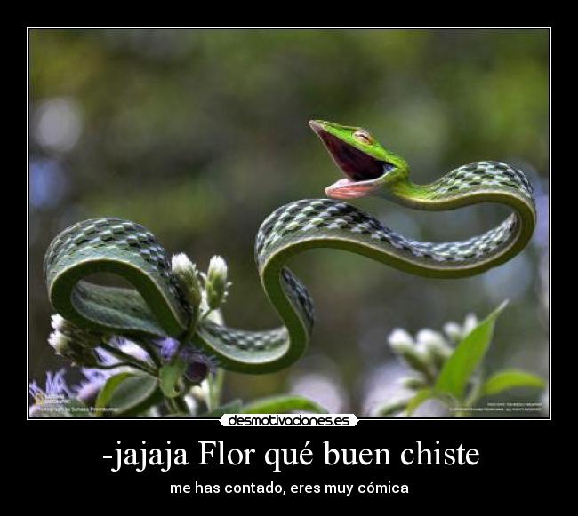 -jajaja Flor qué buen chiste - me has contado, eres muy cómica