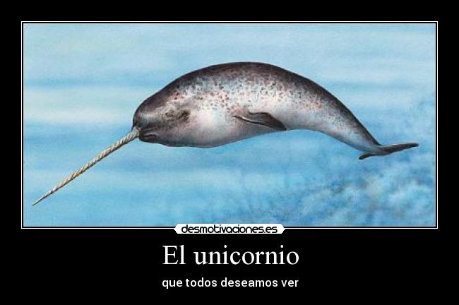 carteles narval unicornio desmotivaciones