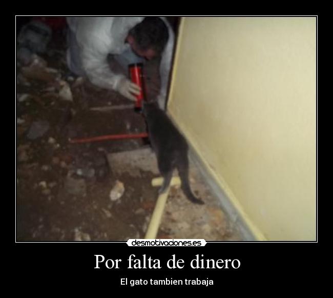 Por falta de dinero - El gato tambien trabaja