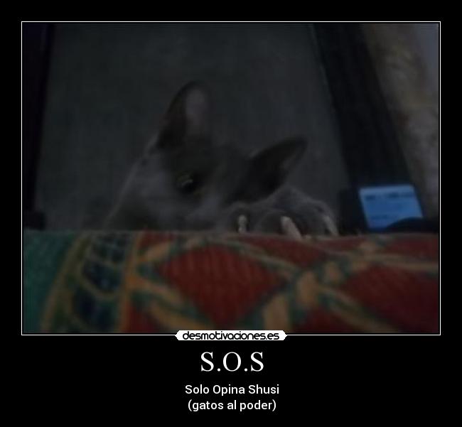 S.O.S - Solo Opina Shusi
(gatos al poder)