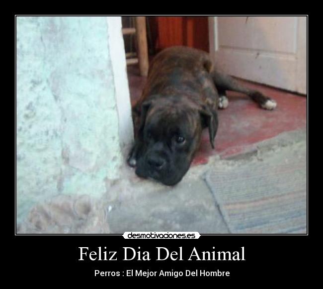 Feliz Dia Del Animal - Perros : El Mejor Amigo Del Hombre
