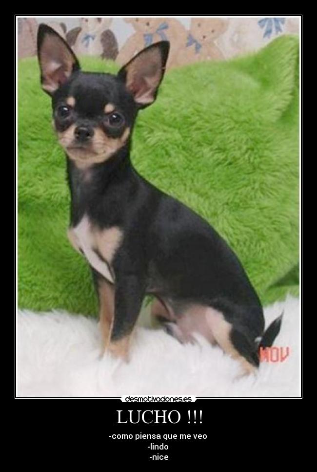 LUCHO !!! - -como piensa que me veo 
-lindo 
-nice