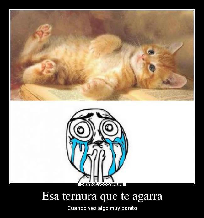 carteles ternura gatito hermoso meme desmotivaciones