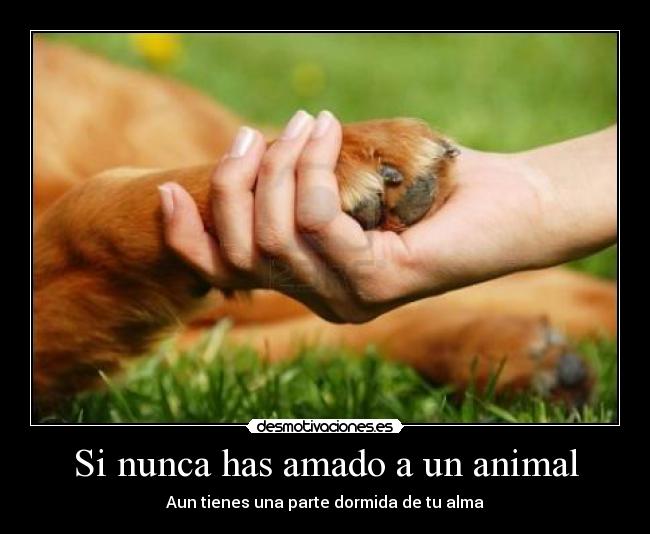 Si nunca has amado a un animal -