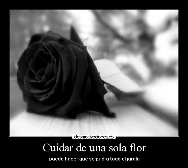 Cuidar de una sola flor - 