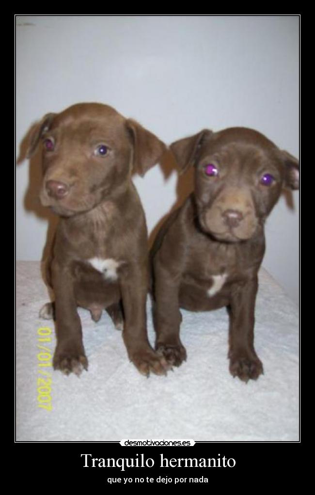 Tranquilo hermanito - que yo no te dejo por nada