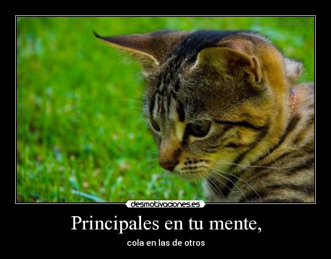 Principales en tu mente, - cola en las de otros