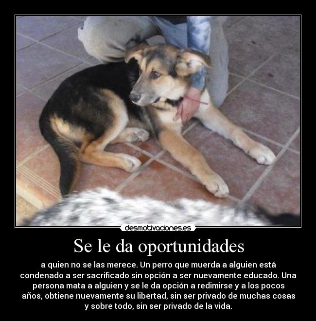 Se le da oportunidades - a quien no se las merece. Un perro que muerda a alguien está
condenado a ser sacrificado sin opción a ser nuevamente educado. Una
persona mata a alguien y se le da opción a redimirse y a los pocos
años, obtiene nuevamente su libertad, sin ser privado de muchas cosas
y sobre todo, sin ser privado de la vida.