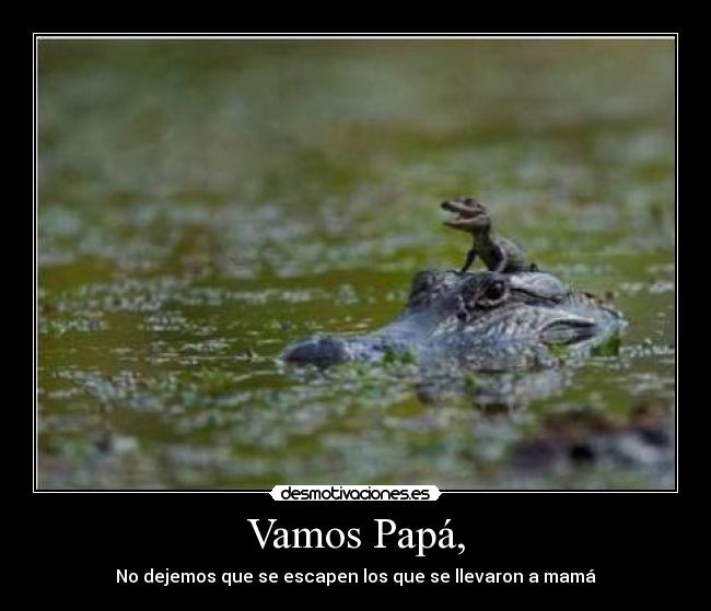 carteles cocodrilo lol ceal gatoschuck nose mas caza desmotivaciones