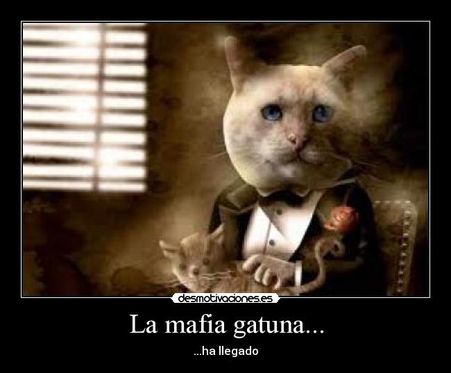 La mafia gatuna... - ...ha llegado