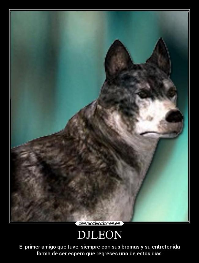 carteles pc1000 parte djleon siempre preguntado usa lobo dice leon desmotivaciones