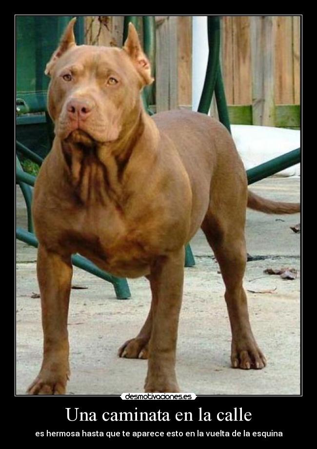 Una caminata en la calle - es hermosa hasta que te aparece esto en la vuelta de la esquina