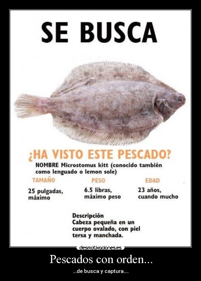 Pescados con orden... - ...de busca y captura....