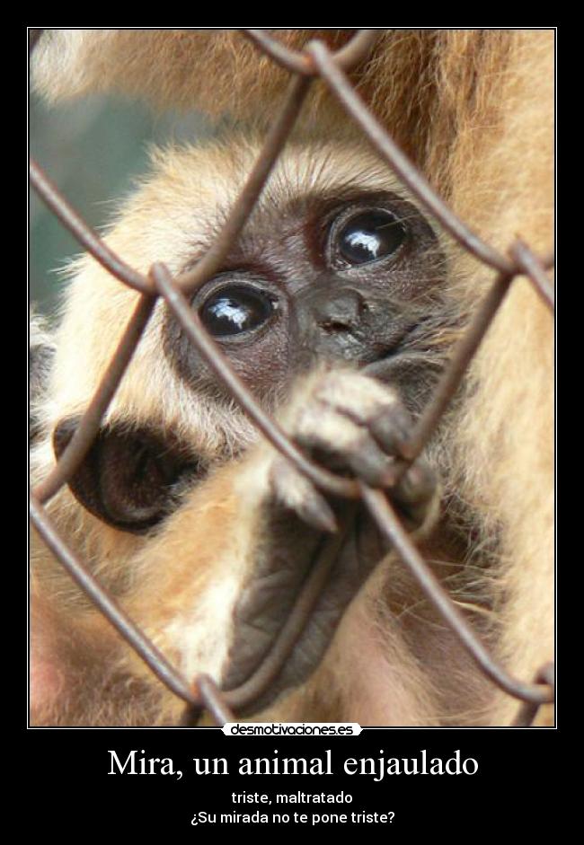 Zoos pros and cons essay example