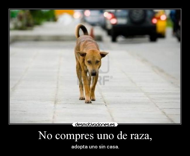 No compres uno de raza, - 