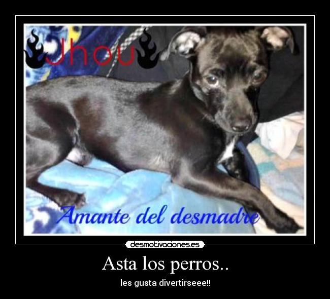Asta los perros.. - les gusta divertirseee!!