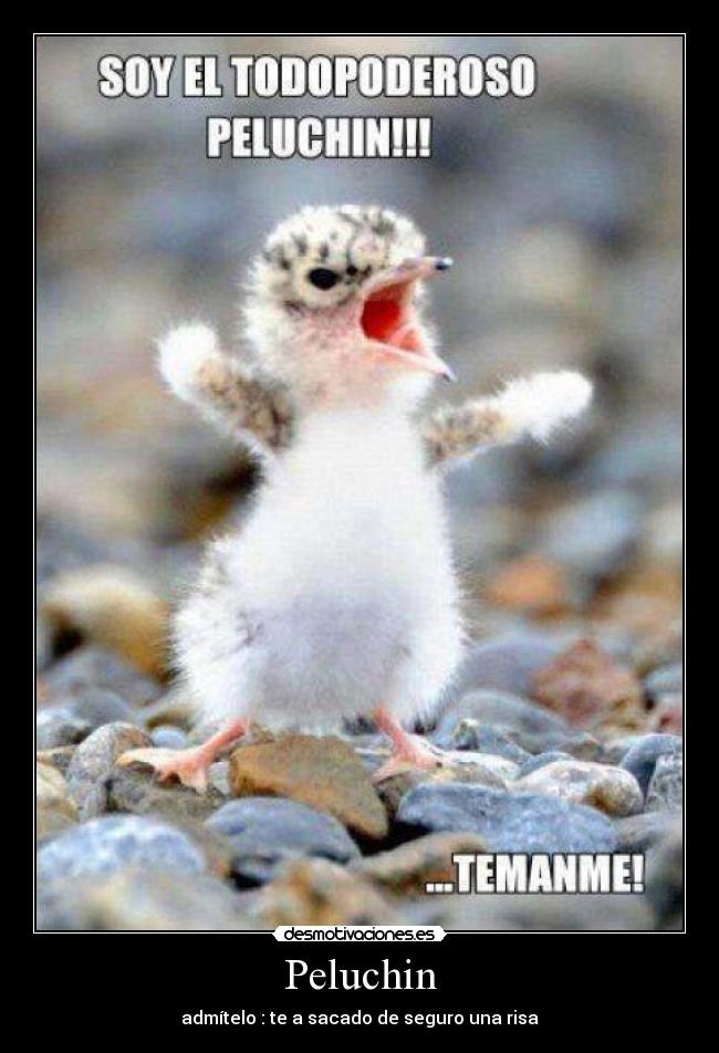 Peluchin -
