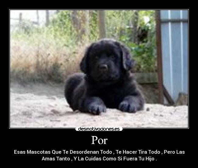 Por - Esas Mascotas Que Te Desordenan Todo , Te Hacer Tira Todo , Pero Las
Amas Tanto , Y La Cuidas Como Si Fuera Tu Hijo .