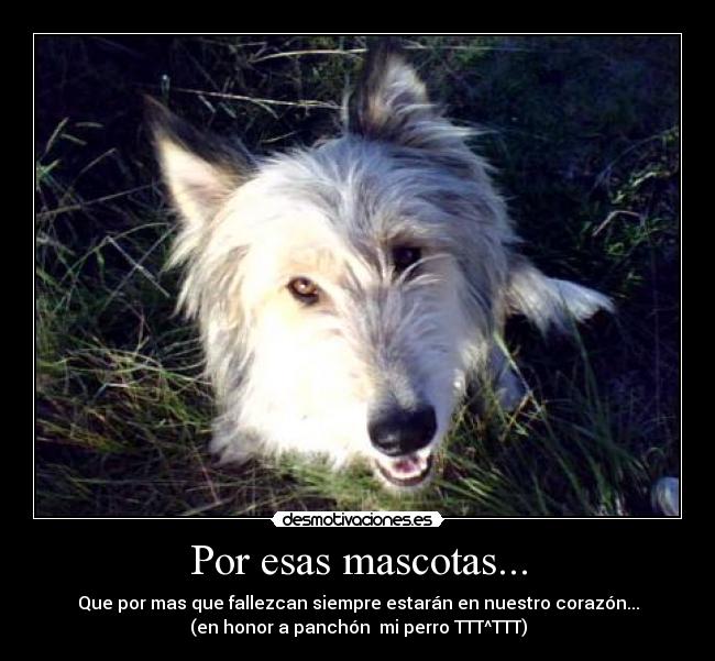 Por esas mascotas... -