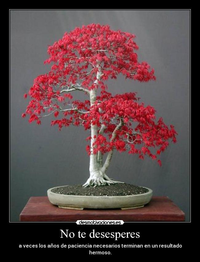 No te desesperes - a veces los años de paciencia necesarios terminan en un resultado hermoso.